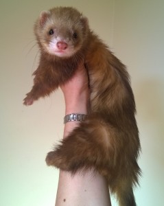 furet chocolat self