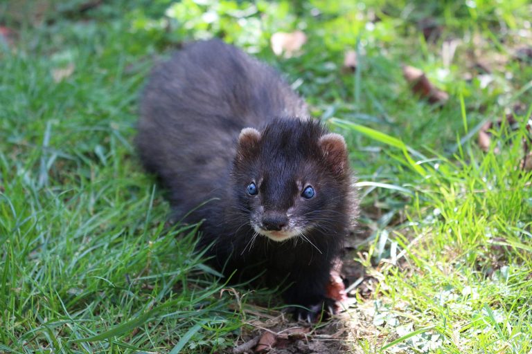 Les variétés de furets Furet Mon Ami