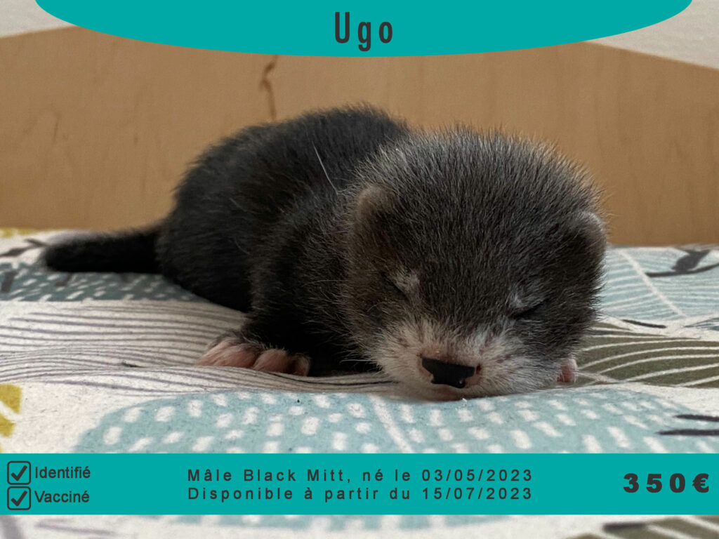 Ugo
