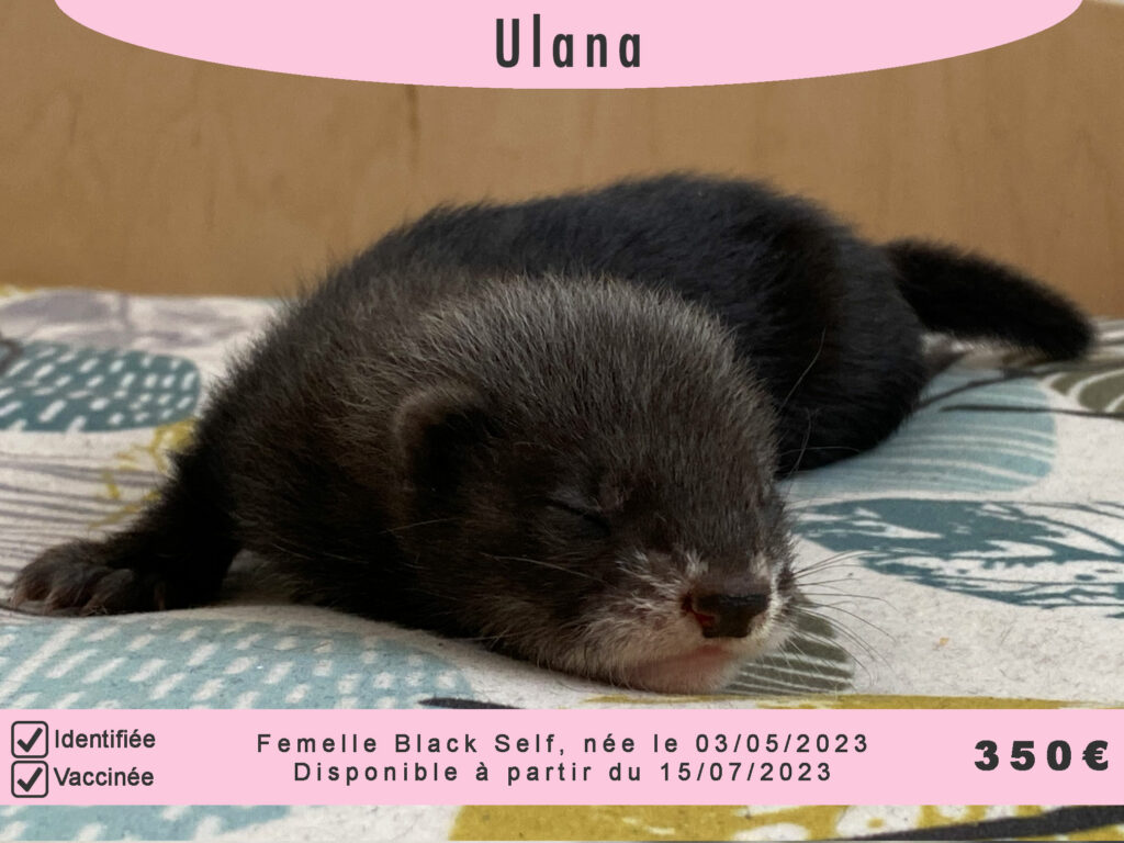 Ulana