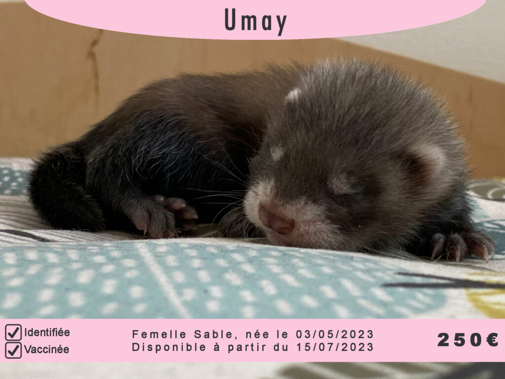 Umay