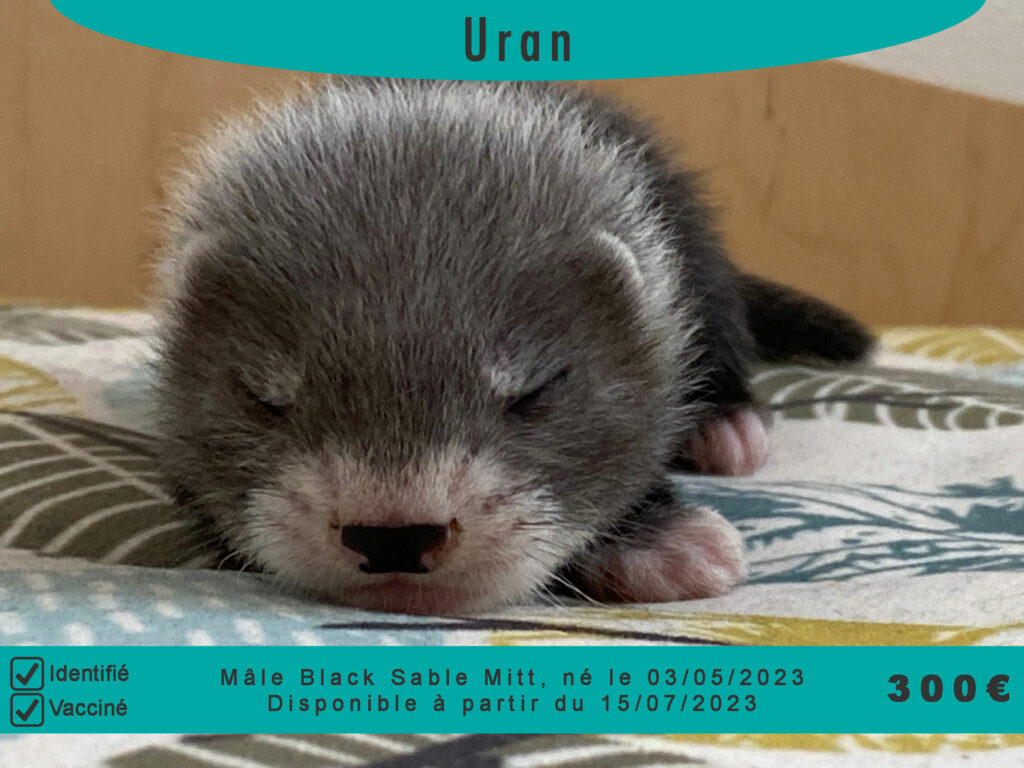 Uran