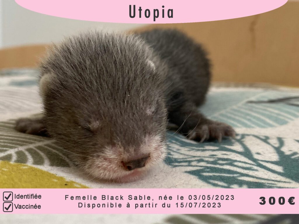 Utopia